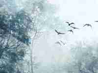 71年属猪在2022年有什么运势